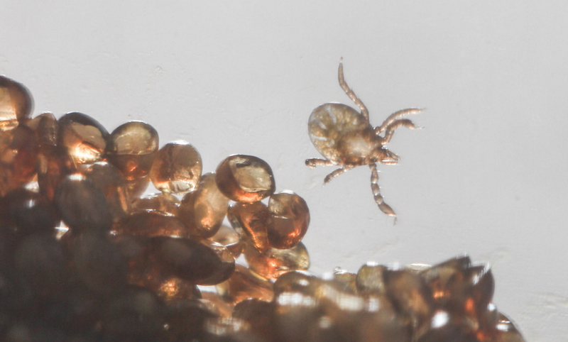 Illustration for article titled Bloodthirsty Ticks Have a Seriously Weird Genome